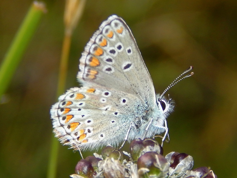 Lycaenidae 2 da ID - Aricia allous